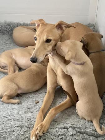 Image 2 of Whippet puppies KC registered