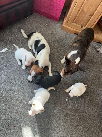 Image 2 of Pure Jack Russell puppies, white girls with Merle patches