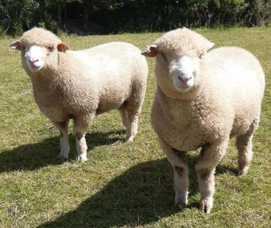 Image 1 of Strong polled dorset ram lambs