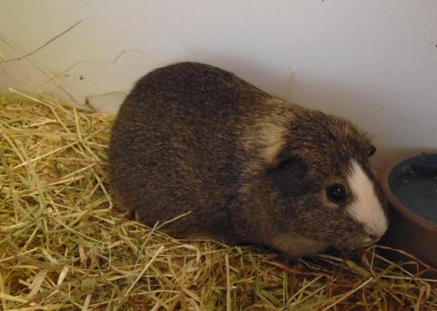 Image 4 of female guinea pig 6 months old, good condition