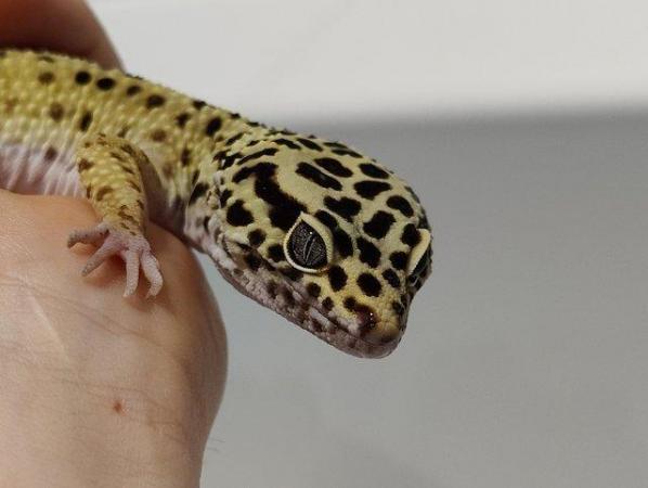 Image 5 of 1 year old male Leopard Gecko with terrarium.