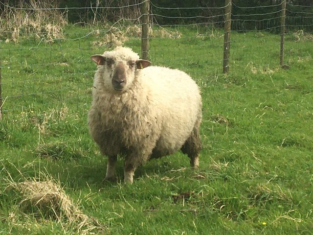 Preview of the first image of Yearling Dorset down ram.