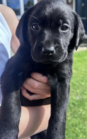 Image 5 of Labradors puppy’s all black