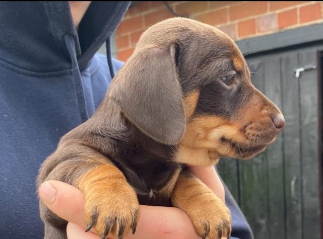 Preview of the first image of LAST BOY  Gorgeous Home reared Miniature Dacshund x JRT.