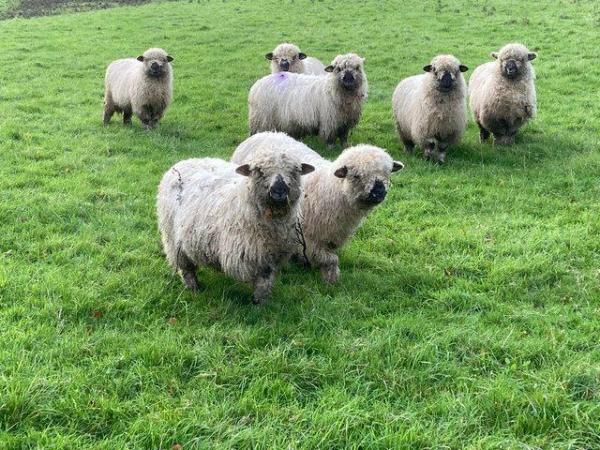 Image 11 of Swiss Valais X Lambs - Friendly, Perfect Pets £150each