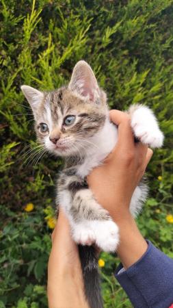 Image 3 of Tabby Kitten - 9 Weeks Old
