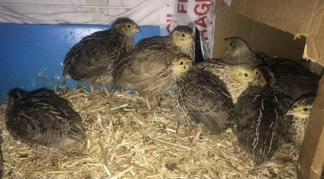 Image 15 of SEXED QUAILS/TAKING ORDERS/23RD MAY !