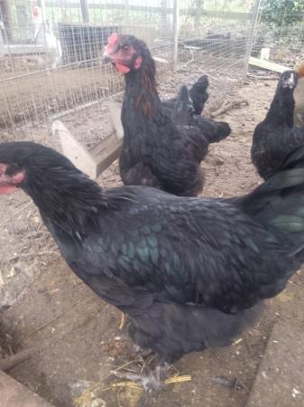 Image 3 of point of lay Copper Marans hens