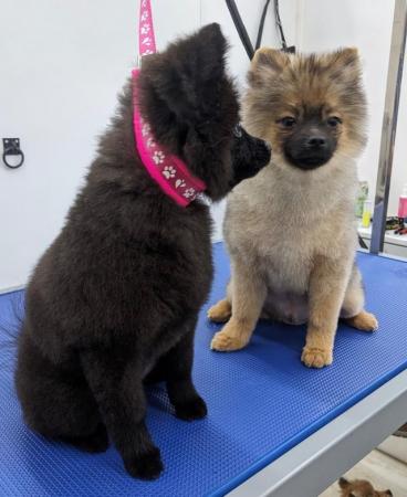 Image 11 of Beautiful Pomeranian Puppies KC registered