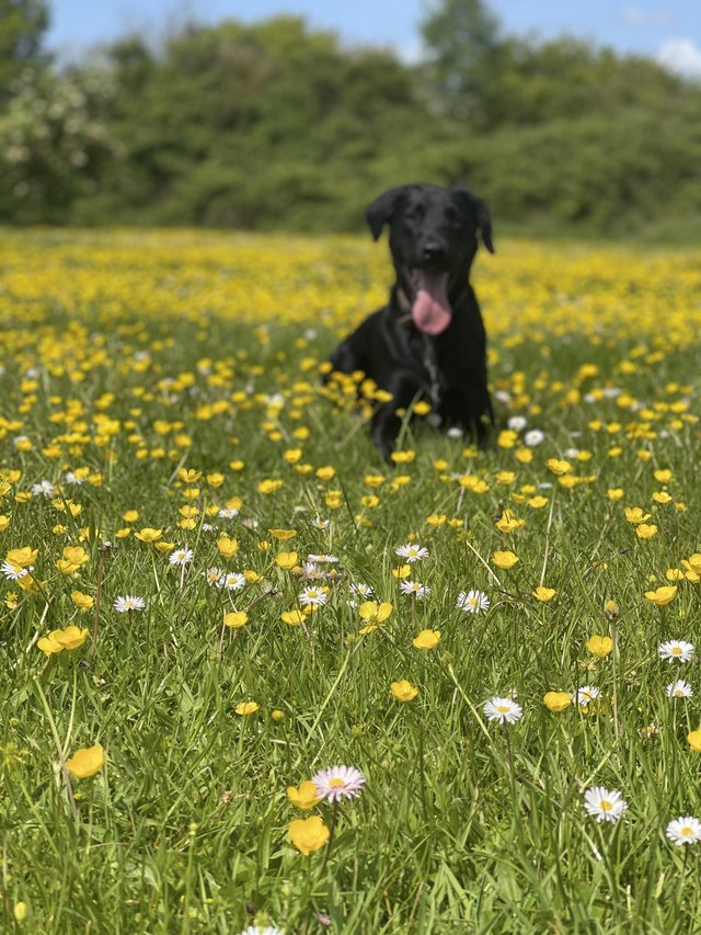 Looking to rehome - border collie x labrador — Pets & Animals in Braintree