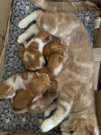 Image 5 of GINGER Kittens born ready in early August for new homes