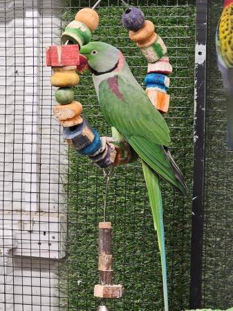 Image 4 of Young Stunning Alexanderine parrots available
