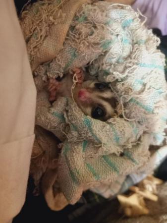 Image 2 of 2 WHITE FACED SUGAR GLIDERS