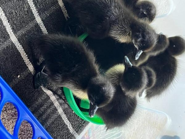 Image 3 of Day old Cayuga ducklings for sale