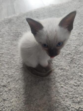 Image 22 of 5 Male Siamese kittens for sale - 3 LEFT - WHITE, GREY SOLD