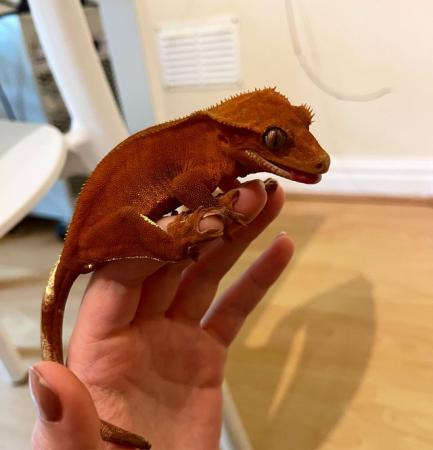 Image 5 of High Quality Tricolor juvie Crested Gecko with portholes
