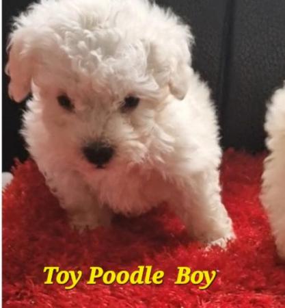 Image 8 of Toy Poodle Puppies, 8 weeks old,