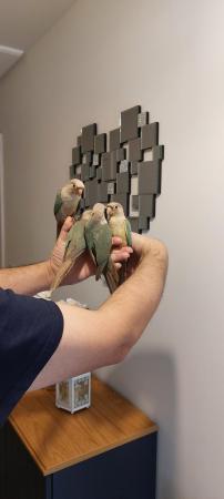 Image 4 of Handreared Tamed lovely Conures