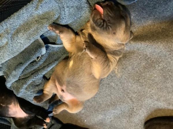 Image 4 of 2 week old cane corso for sale
