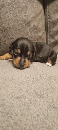 Dachshund/Jack Russell puppies for sale in Chesterfield, Derbyshire