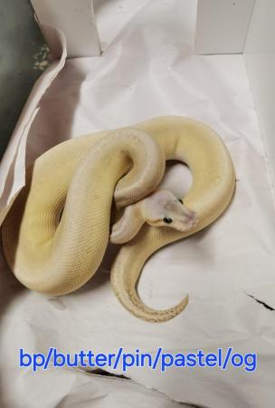 Image 1 of Various royal pythons all ready now