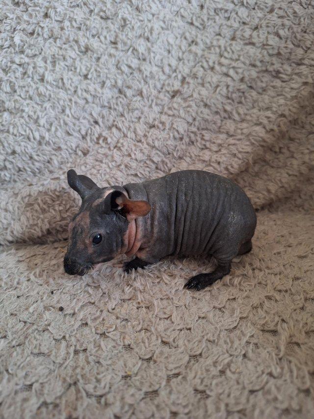 Preview of the first image of Skinny pig boars boys hairless guinea pigs.