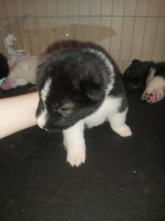 Image 13 of 5wk old alaskan akita pups ready 21st june