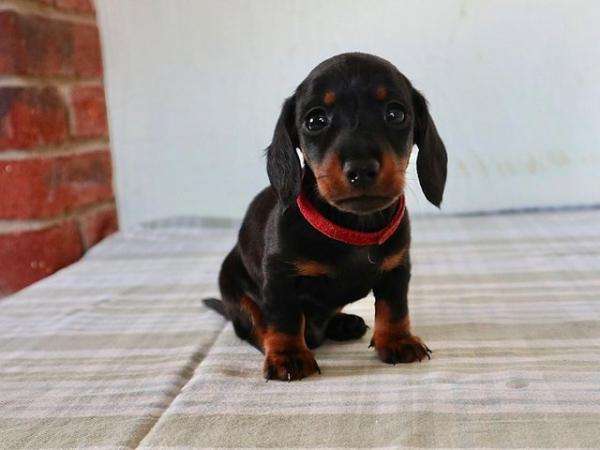 Image 4 of Beautiful Dachshund smooth haired Black and Tan pups