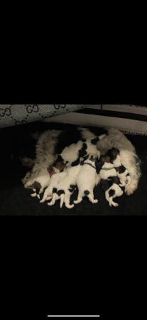 Image 4 of Shih Tzu puppies 2 litters