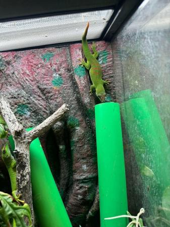 Image 2 of Phelsuma Grandis (Madagascan day gecko) 6 months old