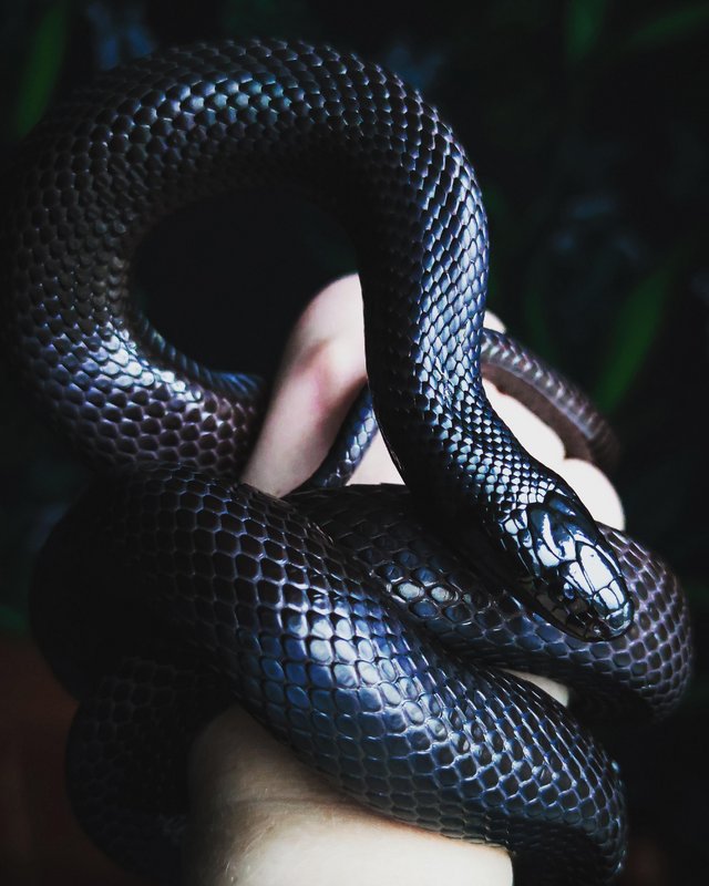 Preview of the first image of Adult female Mexican black kingsnake and vivexotic vivarium.