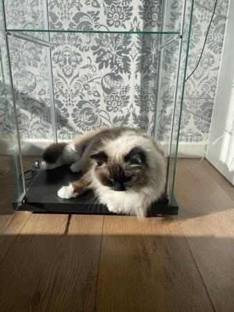 Image 3 of Beautiful Ragdoll looking for forever home