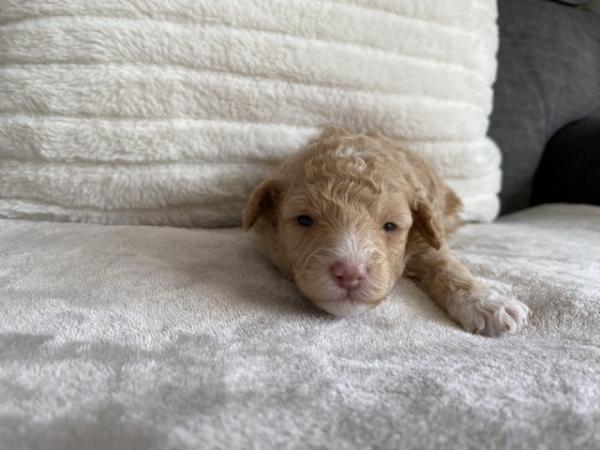 Image 10 of Gorgeous Coloured Toy Poodle Puppies For Sale