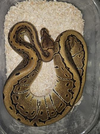 Image 3 of Male pinstripe royal python ????