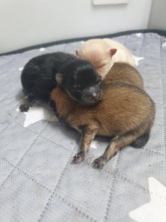 Image 7 of Xxs Tiny pedigree pomeranian puppies