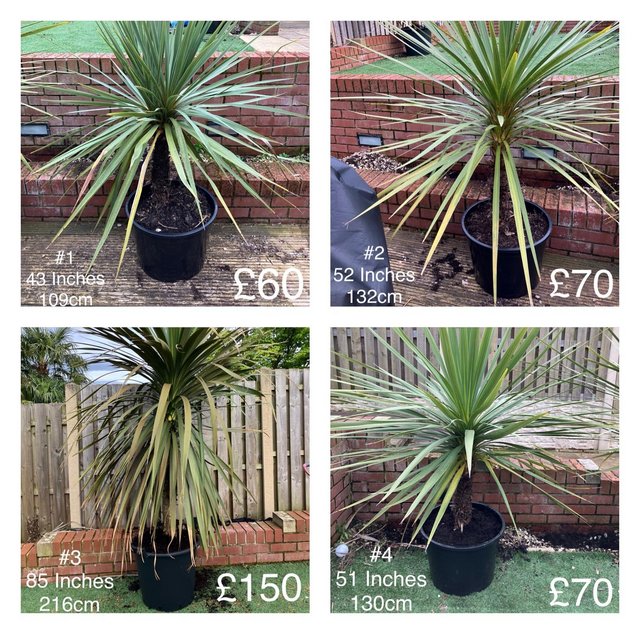 Preview of the first image of New Zealand Cabbage Palms (Cordyline Australis) For Sale.