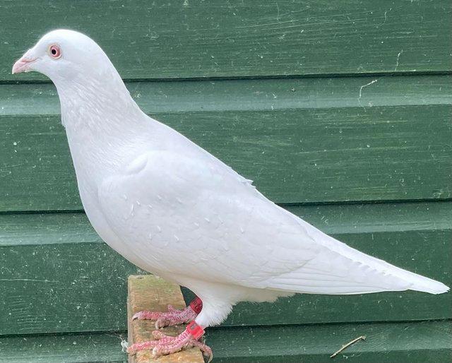 Pure white racing pigeons for sale — photo 3 of 3