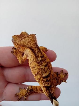 Image 4 of Perfectly Marked Brindle Crested Gecko