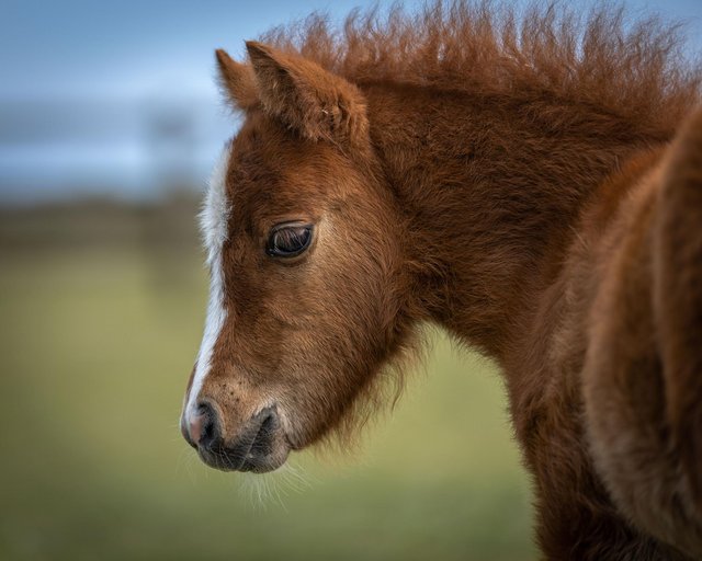 Preview of the first image of Beautiful Falabella filly for full loan.