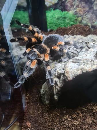 Image 5 of Mexican red knee tarantula