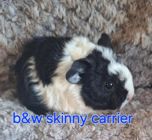 Image 4 of Stunning baby boar/male guinea pigs