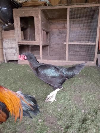 Image 2 of I have some female and male chickens for sale They are shamo