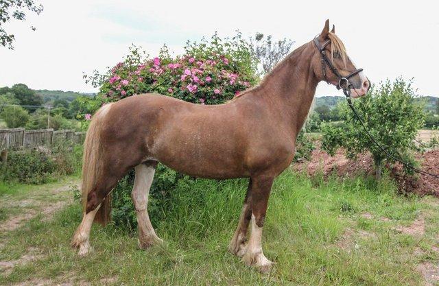 Preview of the first image of Striking, Ridden 15.1hh, Welsh Section D, Masre.