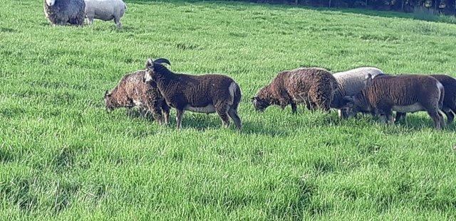 Image 3 of Hexhamshire Horn Tups, Starter Flock or in-lamb ewes