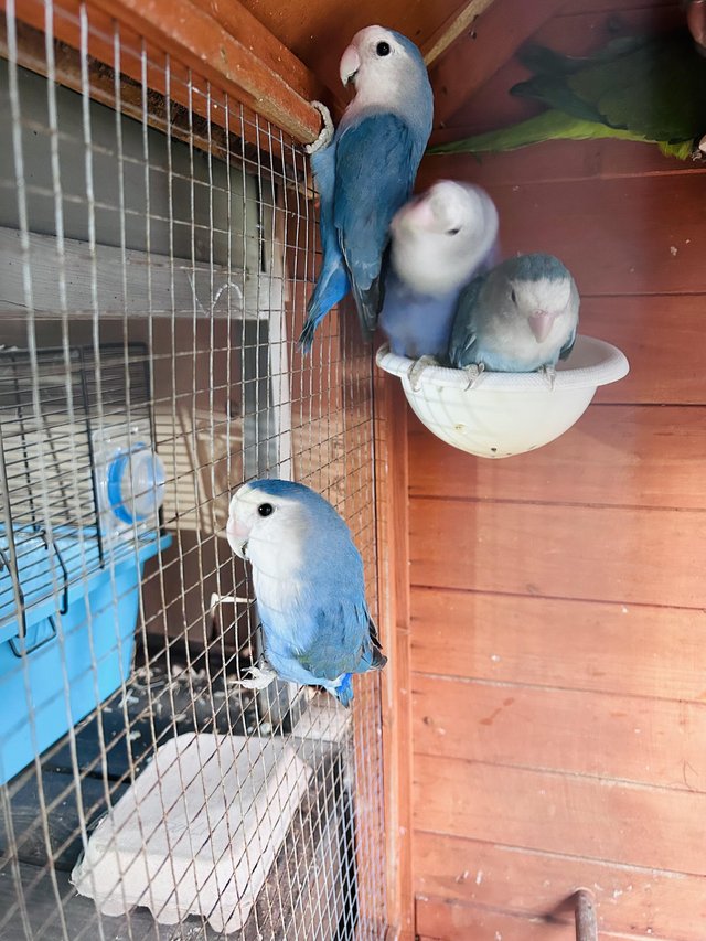 Preview of the first image of 3 bonded pair of lovebirds.
