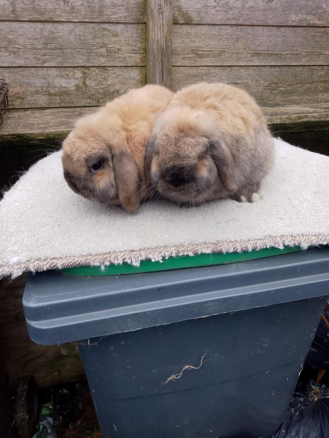 Preview of the first image of pair of sooty fawn mini lops.
