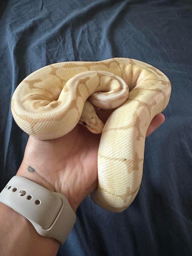 Preview of the first image of Banana bumblebee female 2022 ball python royal python.