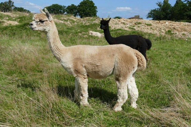 Preview of the first image of Group of 4 companion alpaca females for sale.