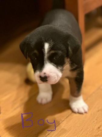 Image 5 of Beautiful Tri-colour Staffy x Collie Puppies for sale