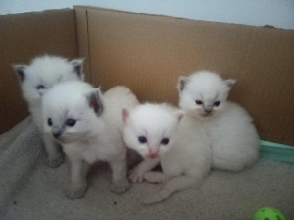 Image 3 of SOLD Pedigree Ragdoll kittens for sale £650 each